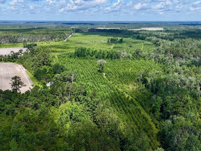 45 Acre Rural Escape : Odum : Wayne County : Georgia