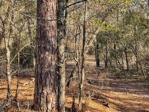 Emanuel Hunting/Investment Tract : Swainsboro : Emanuel County : Georgia