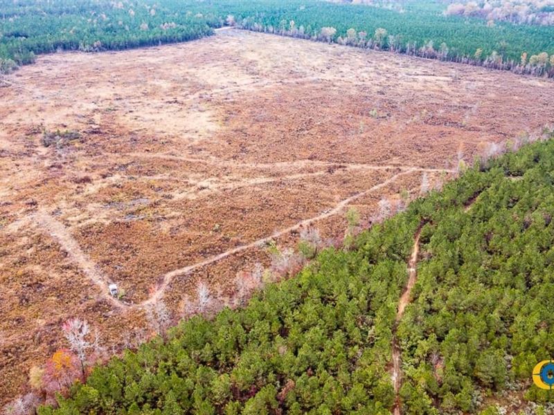 Bearhouse Creek Tract : Hamburg : Drew County : Arkansas