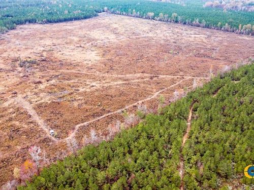 Bearhouse Creek Tract : Hamburg : Drew County : Arkansas