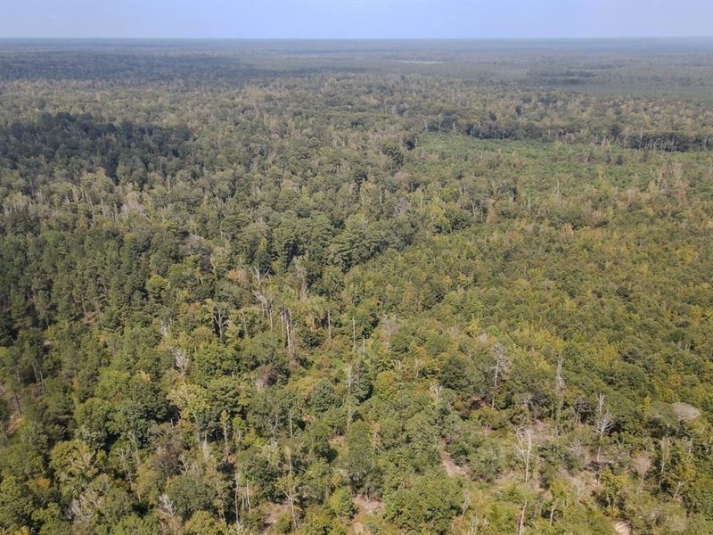 226 Acres in Hamburg, Arkansas : Hamburg : Ashley County : Arkansas