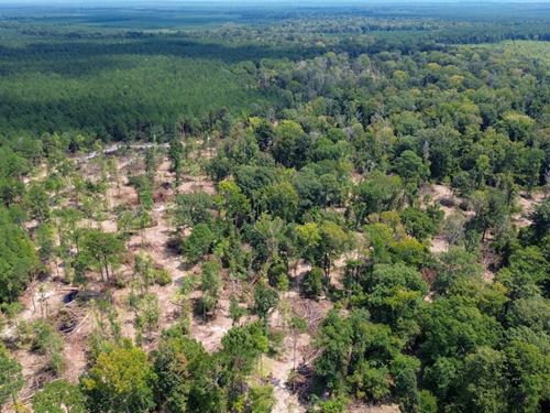 Hines Hollow : Selmer : McNairy County : Tennessee