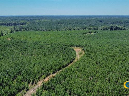 Allmon Road North Tract : Butler : Taylor County : Georgia