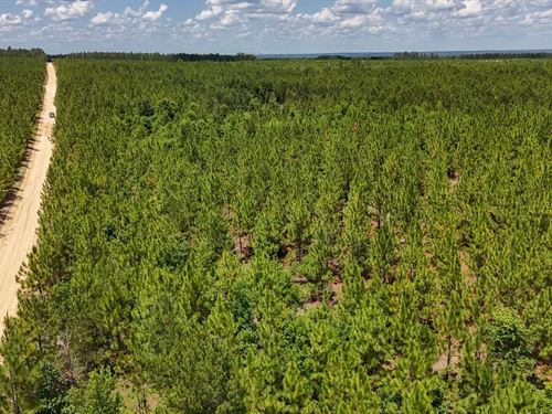 Longleaf Hill Tract : Cassatt : Kershaw County : South Carolina