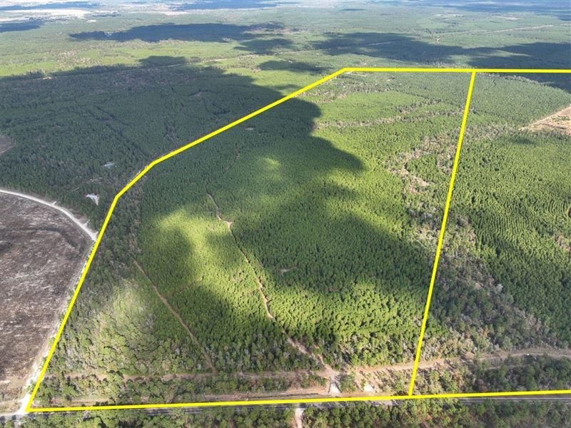 262 Acres, FM 247, T-1, Walker : Huntsville : Walker County : Texas