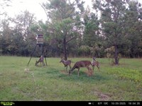Hunter's Paradise, 36 Acres of Pri : Madison : Florida