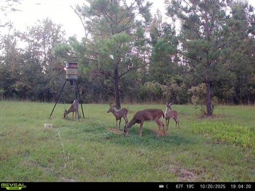 Hunter's Paradise, 36 Acres of Pri : Madison : Florida