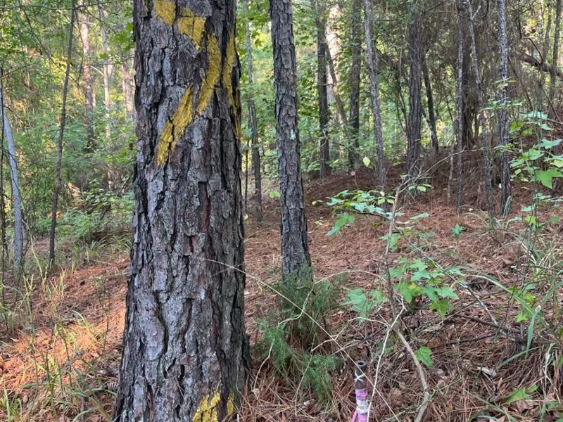 52 Acres in Union Parish, LA : Marion : Union Parish : Louisiana