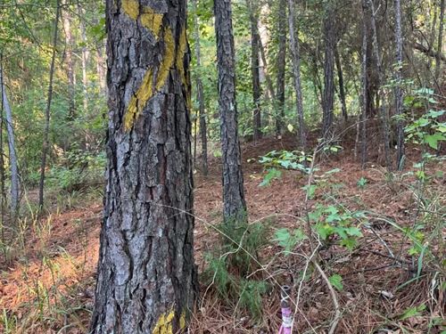 52 Acres in Union Parish, LA : Marion : Union Parish : Louisiana