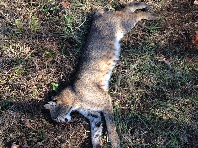 34.1 Acres in Marshall County, MS : Waterford : Marshall County : Mississippi