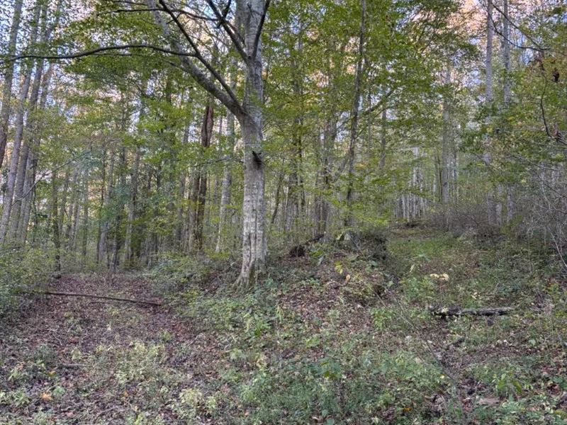 202.63 Acres in Putnam County, TN : Monterey : Putnam County : Tennessee