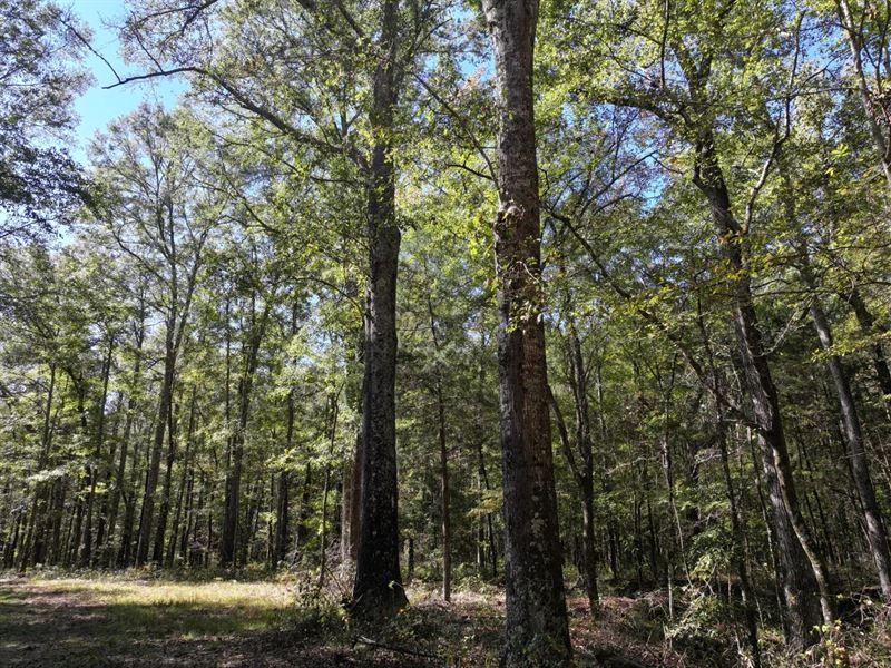 300 Acres in Lowndes County, MS : Columbus : Lowndes County : Mississippi