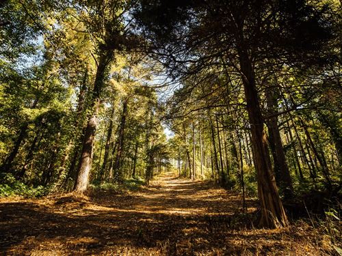 1,884.4 Acres in Marshall County : Holly Springs : Marshall County : Mississippi