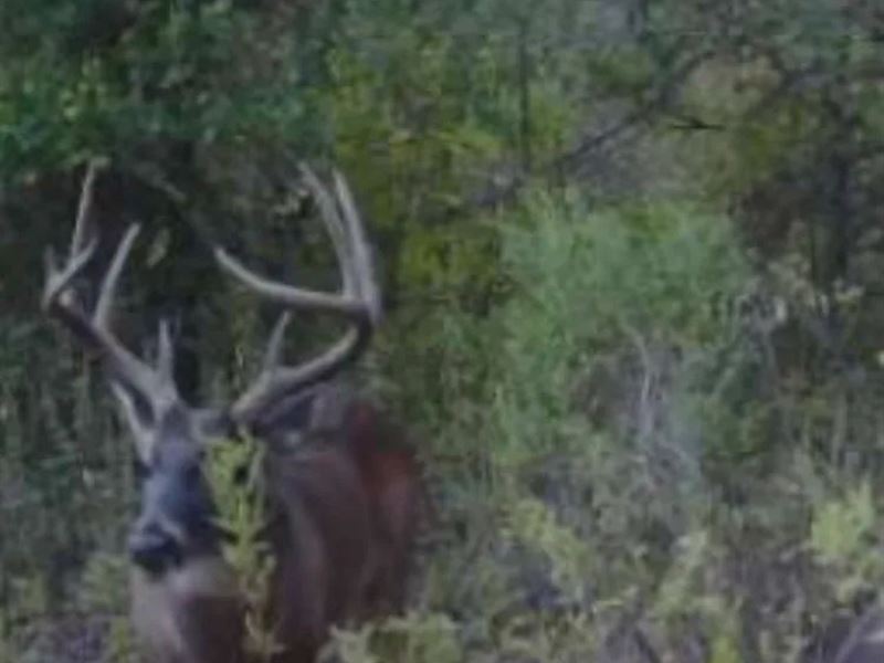 332.23 Acres with A Metal Camp-Shop : Monterey : Concordia Parish : Louisiana