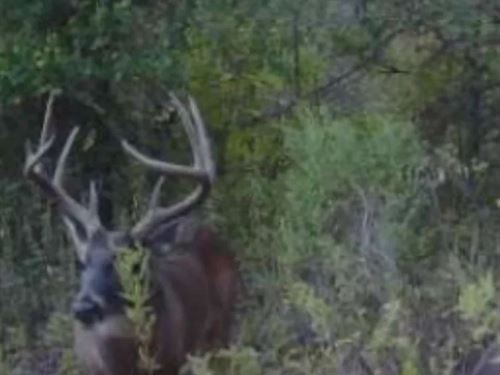 332.23 Acres With A Metal Camp-Shop : Monterey : Concordia Parish : Louisiana