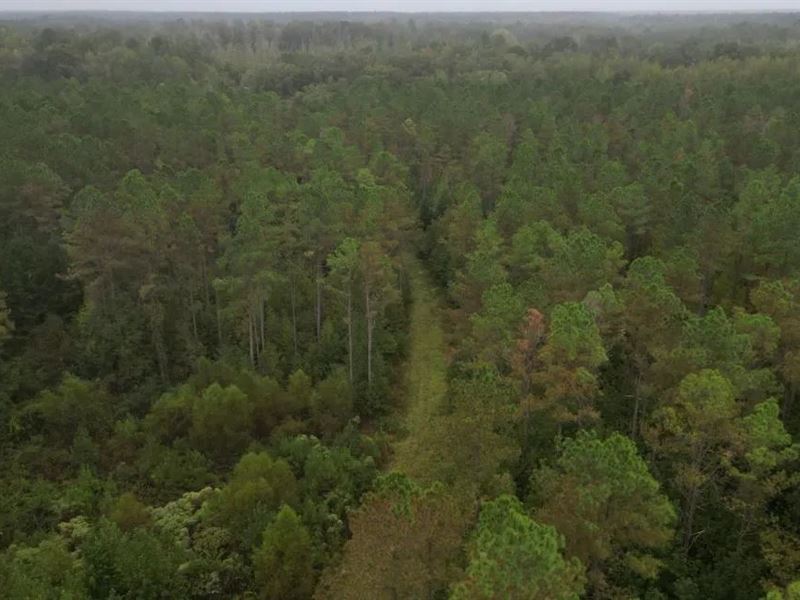 88 Acres in Oktibbeha County in Phe : Pheba : Oktibbeha County : Mississippi