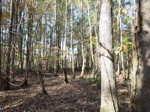 71 Acres Hwy 82 Tract Reform, AL : Reform : Pickens County : Alabama