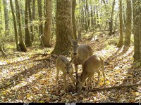 Hunting & Recreational Get-Away : Hurtsboro : Macon County : Alabama