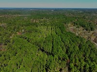 Lotts Creek Tract 1 : Statesboro : Bulloch County : Georgia