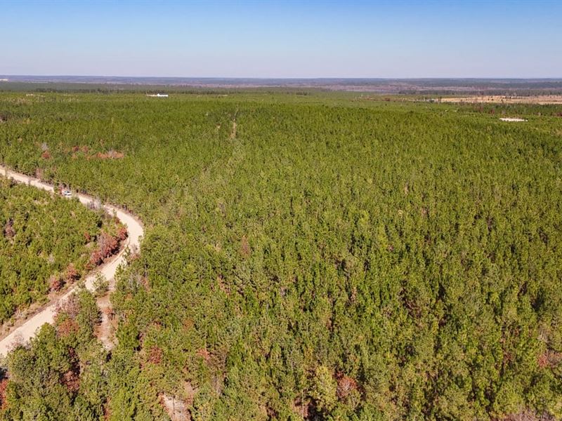 Prickly Pear Tract : Cassatt : Kershaw County : South Carolina