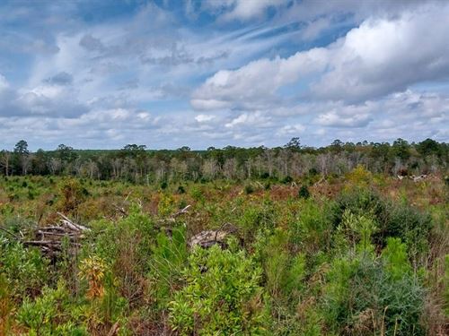 99.14 Acres, Private Road 6150 : Woodville : Tyler County : Texas