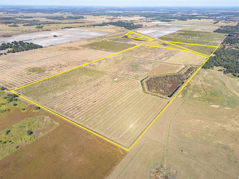 County Line Grove : Zolfo Springs : Hardee County : Florida