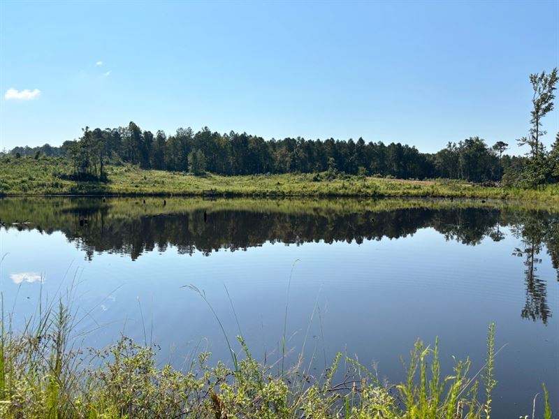 Secluded Cabin Pond, Whitetails : Carthage : Leake County : Mississippi