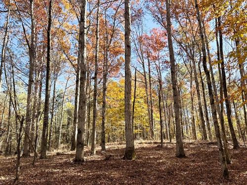 Three Star Tract : Carlton : Oglethorpe County : Georgia