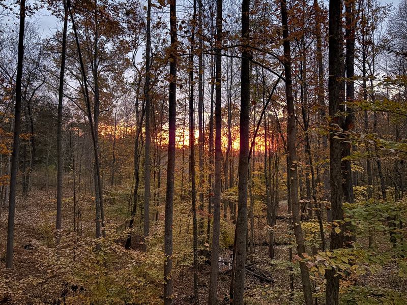 130 Acre Turn-Key Hunting Proper : Belton : Muhlenberg County : Kentucky