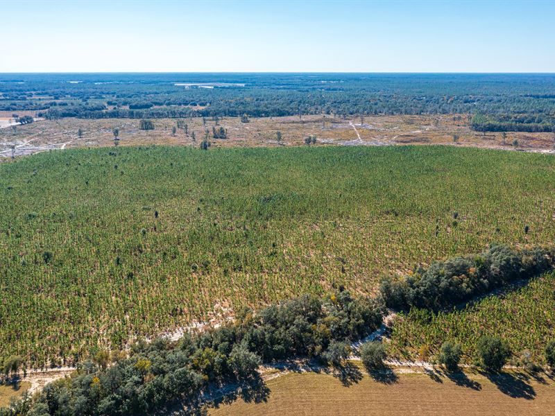 Dutton Place Recreation and Timber : Newberry : Alachua County : Florida