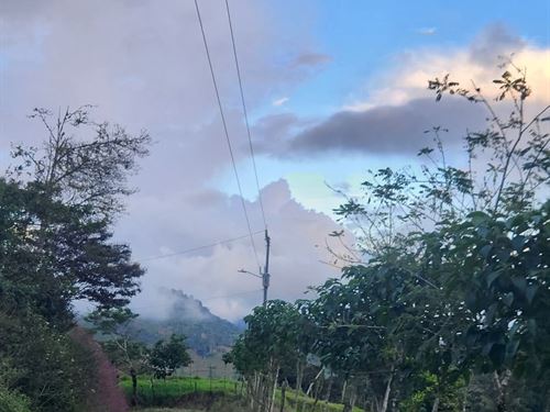 Beautiful Coffee and Cow Farm : Costa Rica