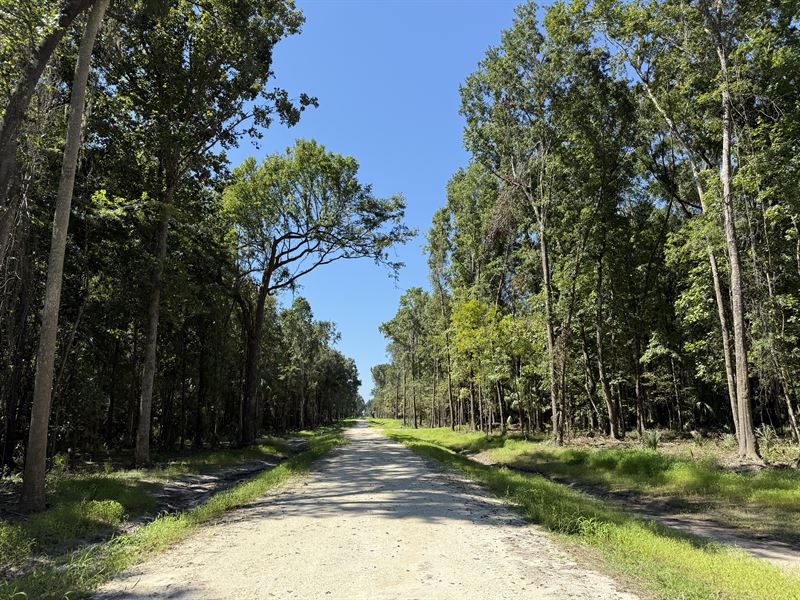 Dungarven Ridge Lot 7, 10 Acres : Micanopy : Marion County : Florida