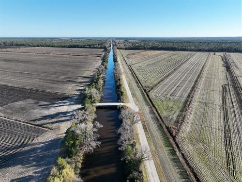 415 Acres of Farmland And Hunting : Swan Quarter : Hyde County : North Carolina