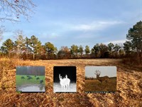 Brush Creek Hunting Camp : Waterloo : Lauderdale County : Alabama