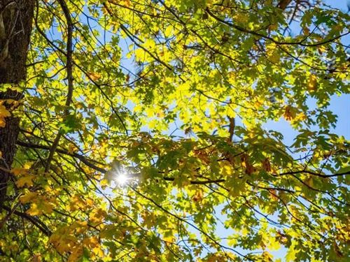 Doane Valley Ridge : Palomar Mountain : San Diego County : California