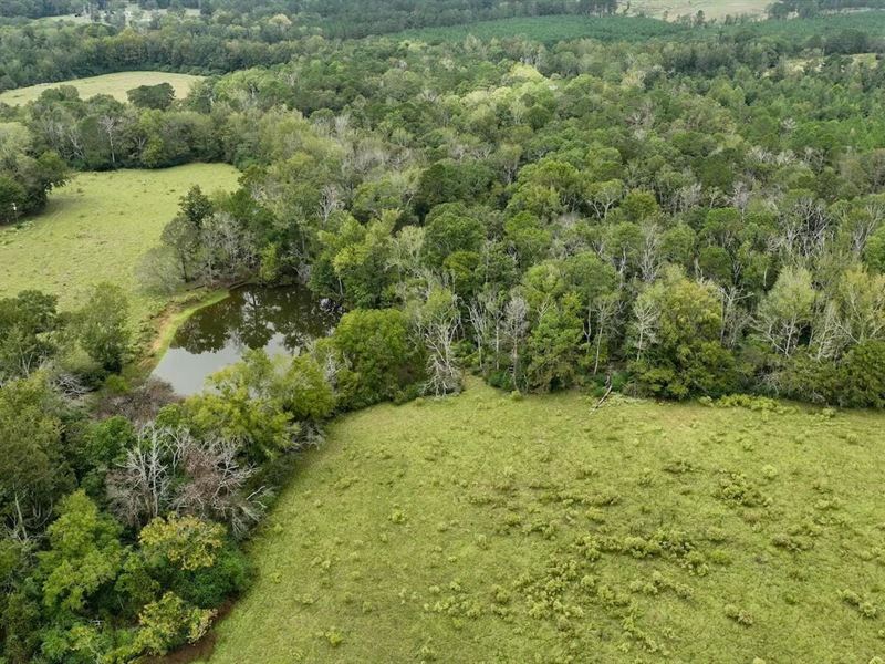 Prentiss MS Pasture Land for Sale : Prentiss : Jefferson Davis County : Mississippi