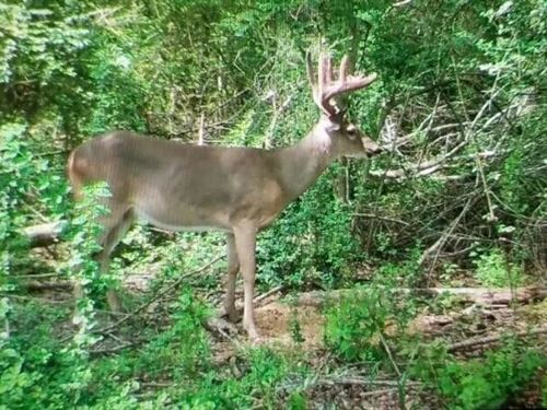 Asilo Farms on Bala Chitto Creek : Osyka : Pike County : Mississippi