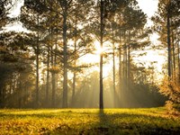 Caney Creek, 122 Acres : Decatur : Newton County : Mississippi