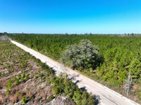 35 Ac Land For Sale Chaney Road : White Oak : Camden County : Georgia