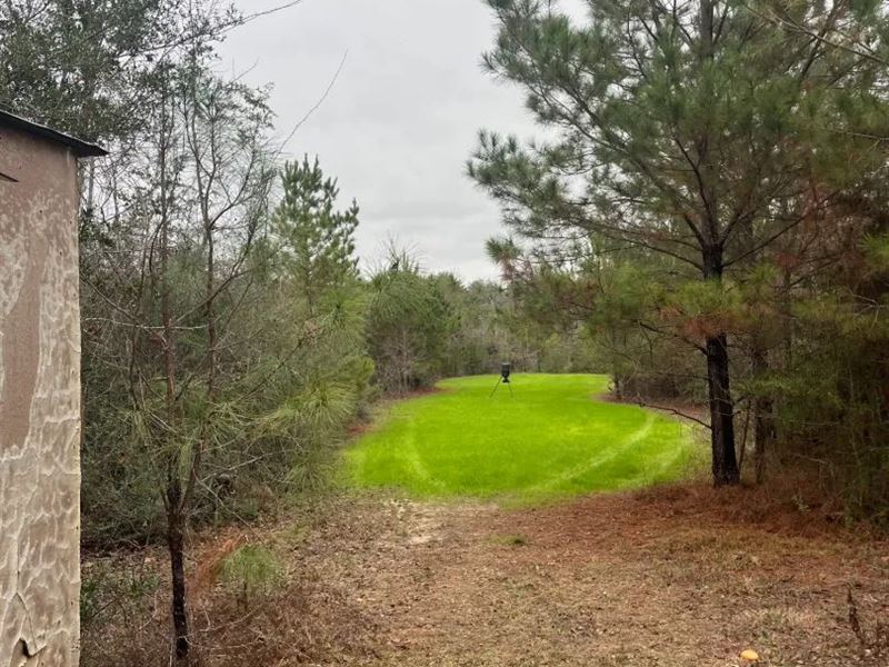 200 Acres in Wayne County, MS : Buckatunna : Wayne County : Mississippi