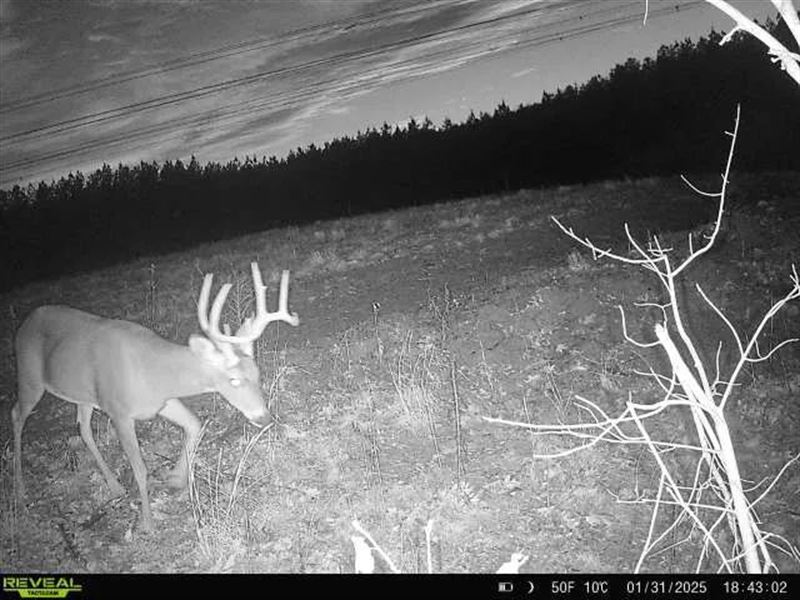 158 Acres in Meigs County, TN : Decatur : Meigs County : Tennessee