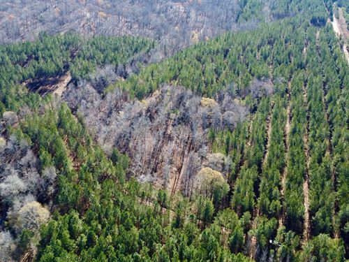 40 Acres in Randolph County : Roanoke : Randolph County : Alabama