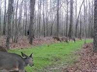 35 Acres, Home, Creek, Pond : Ashville : Saint Clair County : Alabama