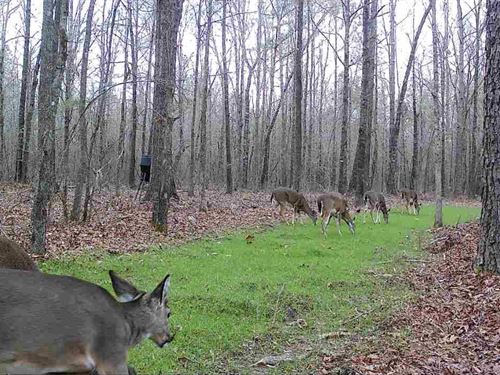 35 Acres, Home, Creek, Pond : Ashville : Saint Clair County : Alabama