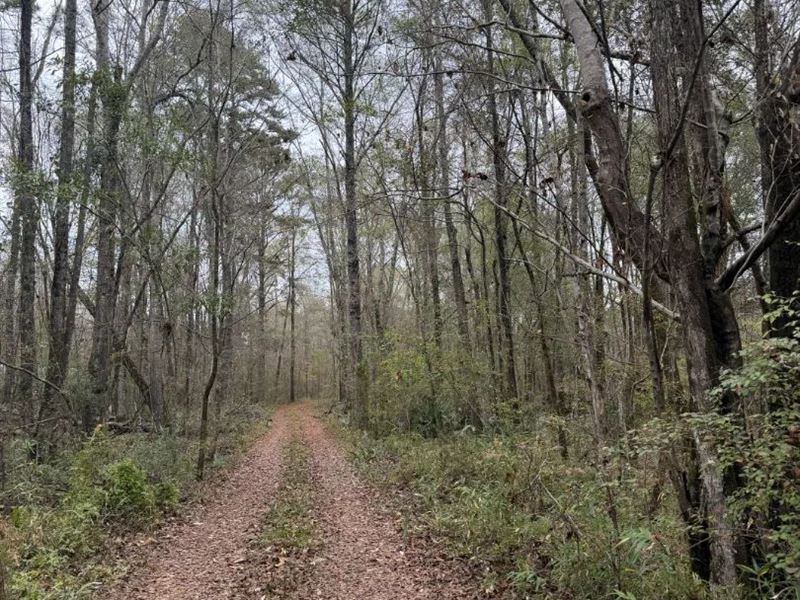 102.72 Acres in Clarke County, MS : Pachuta : Clarke County : Mississippi