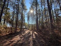 120 Acre Pine Plantation : Lafayette : Chambers County : Alabama