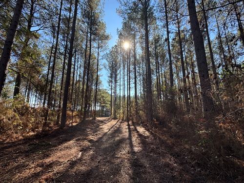 120 Acre Pine Plantation : Lafayette : Chambers County : Alabama