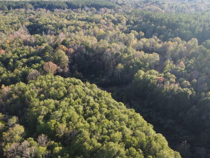 Homesite & Hunting-Best of Both : Foxworth : Marion County : Mississippi
