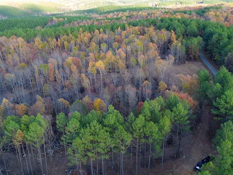 Sassafrass Hill : Hohenwald : Lewis County : Tennessee