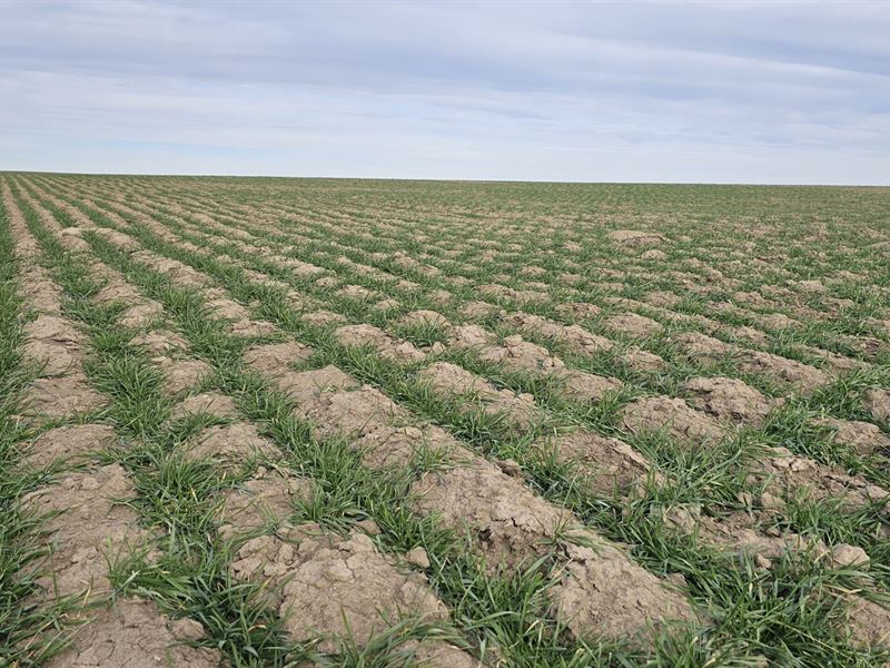 Wallace County Quarter On Corner : Wallace : Wallace County : Kansas